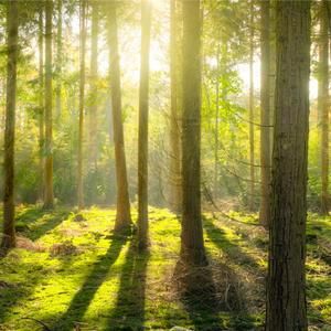 后羿的大弯弓 (5)