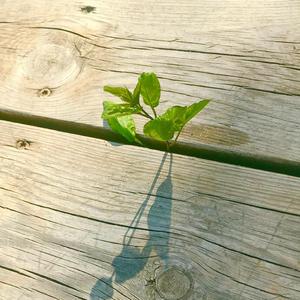 Khi Đạo bị lãng quên