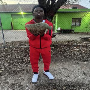 Free Bino