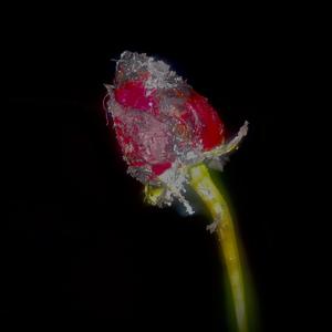 Toxic (feat. Dusty gzz & 6xxx)