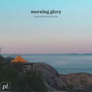 morning glory
