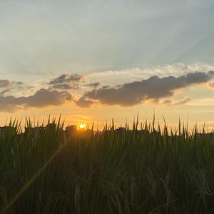 阳光灿烂的日子live