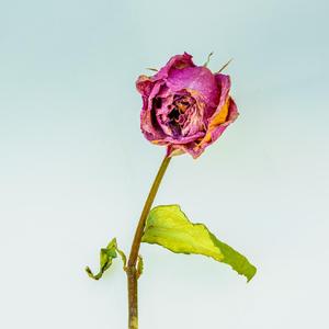 七夕之约 - 芥末原创歌曲