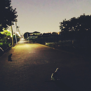 猫・インディアンサマー