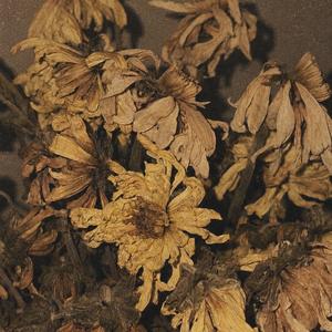 free fall (feat. woods)