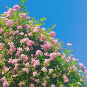 如愿（无后期片段）