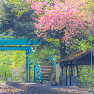 无名之花（钢琴曲）