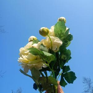 大鱼（翻自 江苏卫视）