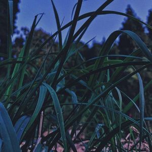 春花秋月(经典轻音乐)