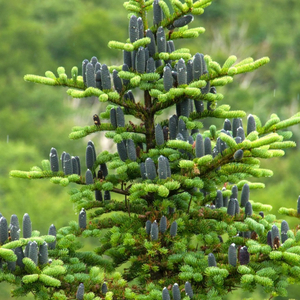 Fir