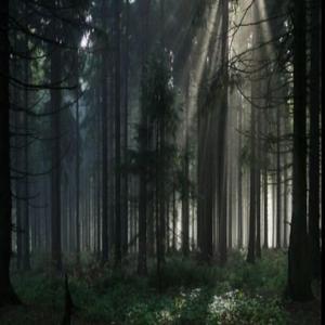 TAIGA WOODS (feat. BONESAW)