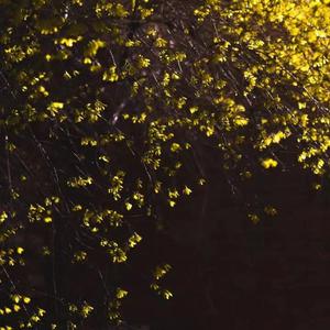 月亮代表我的心