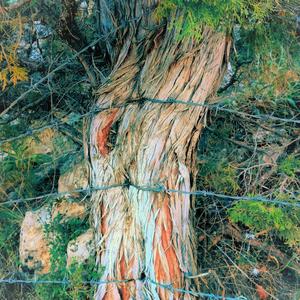 Kesilir Nefesim (Demo)