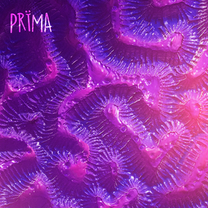 Serena (Original Mix)