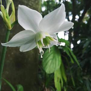 热带季风的声响