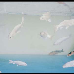 氧气（翻自 范晓萱+A）