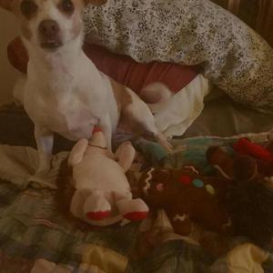 A very potoos christmas (feat. Nephew Swap)