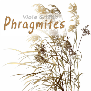 Phragmites