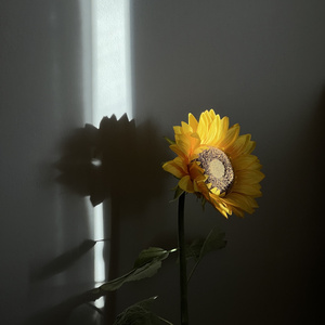 helianthus