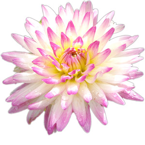 ブラウン・マッシュルーム