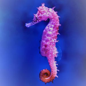 Seahorses