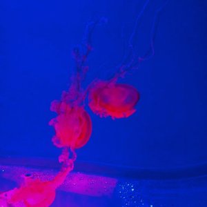 壳（prod by FRESH_ye）