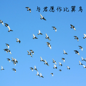 与君愿作比翼鸟