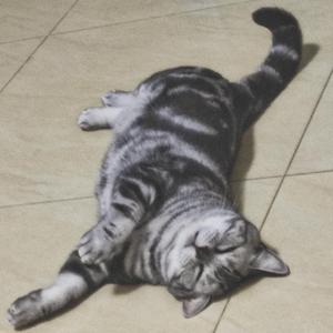 I LOST A CAT