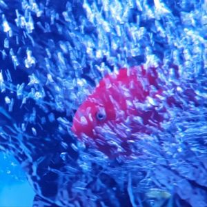 新的家(曾轶可)