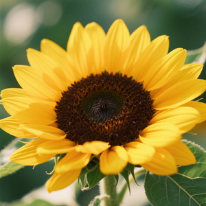 Penuh Sinar Memandu Angin