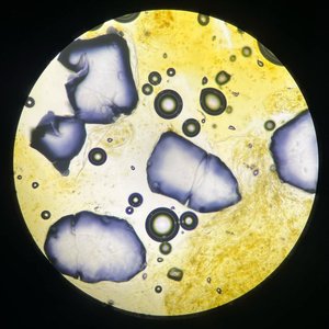 Powiedzmy Że, Pizdo