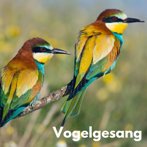Vogelgesang