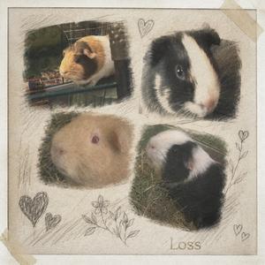 Loss