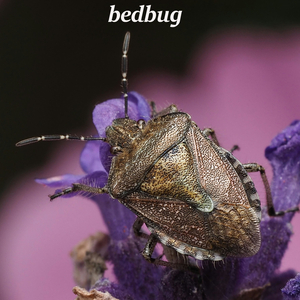 bedbug