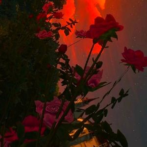 玫瑰捧起篝火，追忆少年时曾爱过的日落