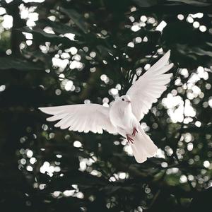 Free