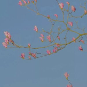 [FREE]落花_GUNNA TYPEBEAT