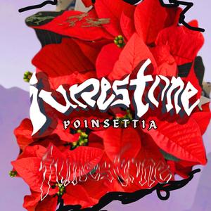 Poinsettia