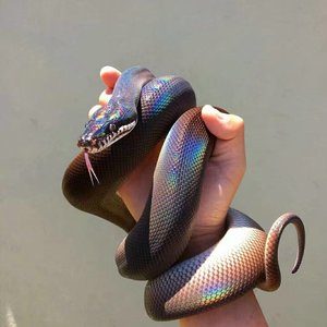 不可说