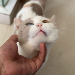 青春