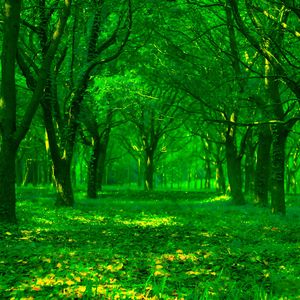 《梦幻泡影的爱情》