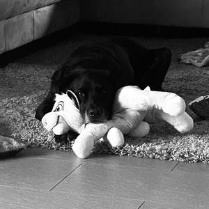 Sam, mein bester Freund