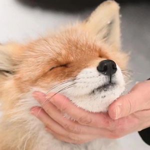 那么骄傲（Cover：Bell玲惠）