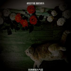 一尘不染压力大的猫印象数