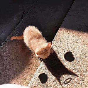 亲亲（翻自：青春有你2版）