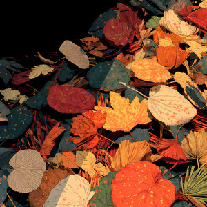 Maple Whispers