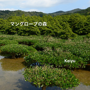 マングローブの森