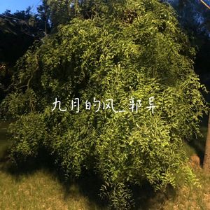 九月的风mix