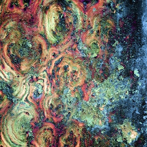 R0tt3n @ppl3s F@m1ly Tr33s (feat. Infinite Squid)