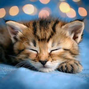 Sonidos Relajantes Para Gatos